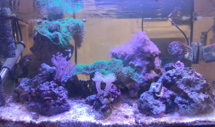 aquarium Pico Reef 30L 50x25x25