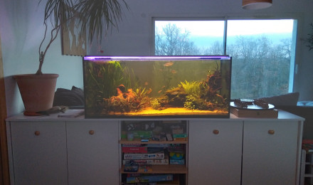 aquarium Bac asiatique 240l
