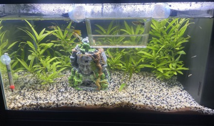 aquarium Aquarium guppy