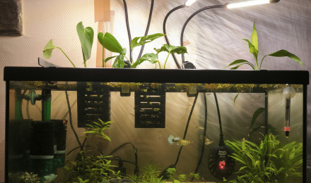 aquarium Vivier