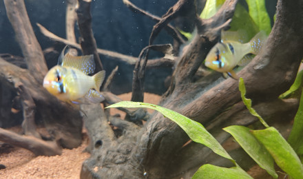 aquarium Biotope Amazonie