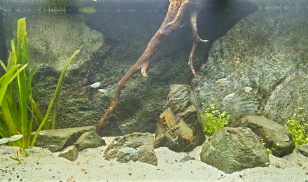 aquarium Indonesie oceanie