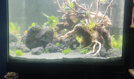 aquarium Nouveau