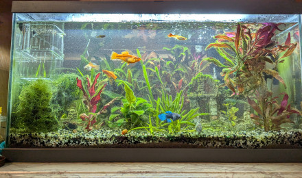 aquarium Premier aquarium