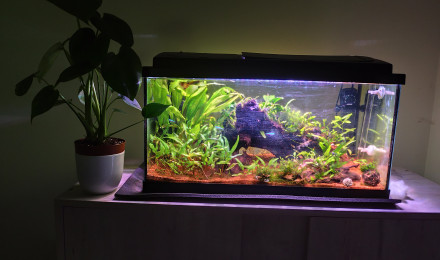 aquarium Aquarium 60l