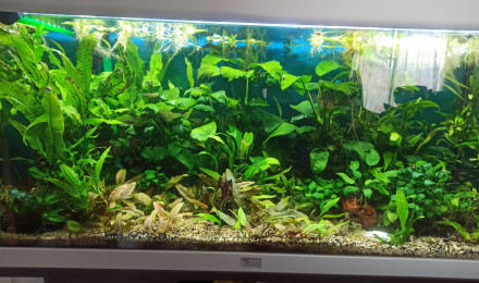 aquarium 180L