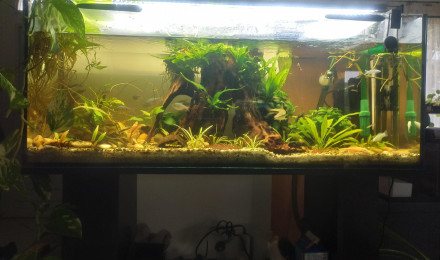 aquarium 120L