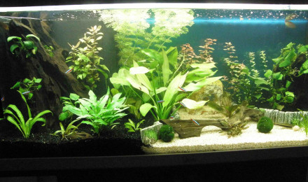 aquarium 200L
