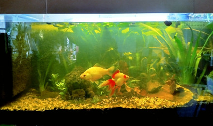 aquarium communautaire eau tempérée