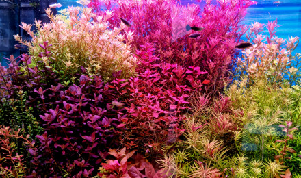 aquarium Aquatlantis Sublim 100