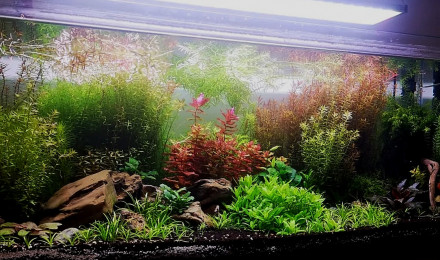 aquarium Mon ancien aquarium