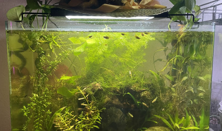 aquarium Low tech