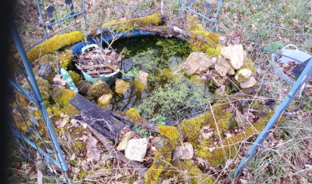 aquarium Poubellarium poissons rouges
