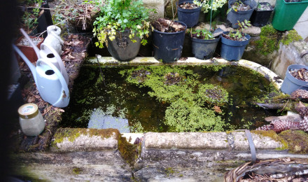 aquarium Recuperateur eau