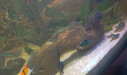 aquarium RimKs Familly