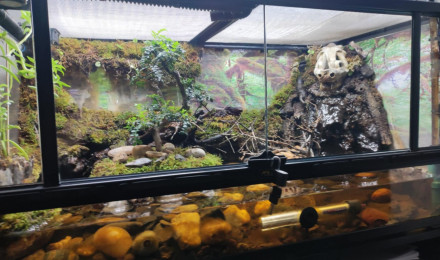 aquarium Paludarium