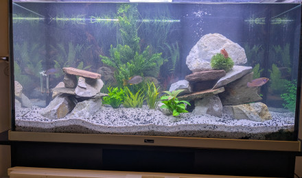 aquarium Ciclhidee
