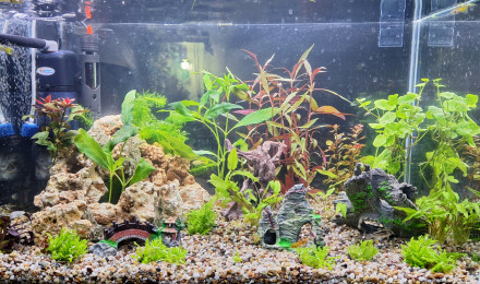 aquarium Mon aquarium