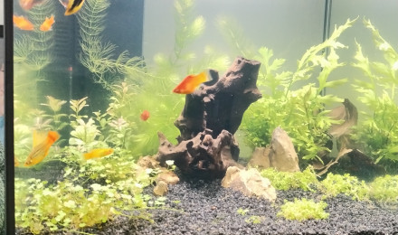 aquarium Starter 60 l