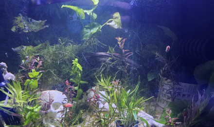aquarium Bac 100litres