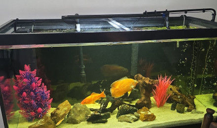 aquarium 100 gallons