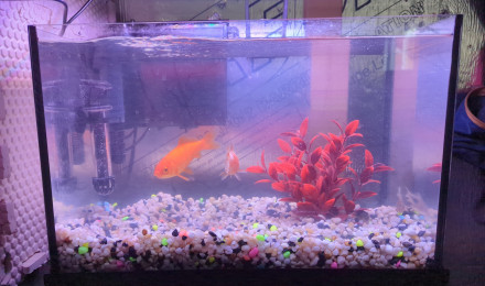 aquarium 10 gallons