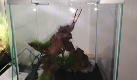 aquarium Crevette land