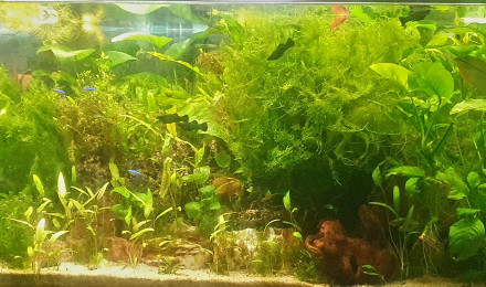 aquarium 240 l