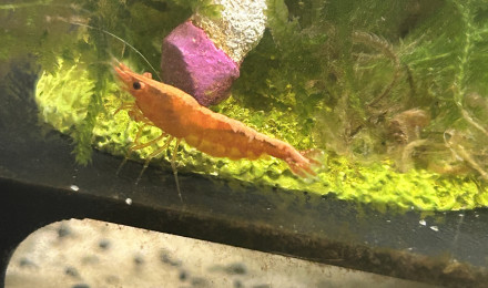 aquarium Jungle guppy