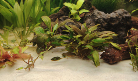 aquarium Amérique du sud