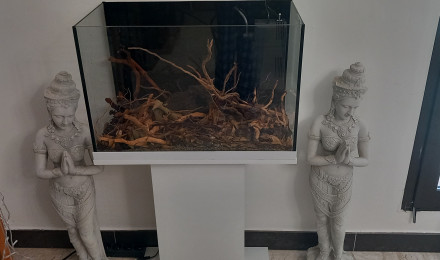 aquarium biotope amazonien eau noire 70 litres