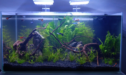 aquarium Guppy aqua