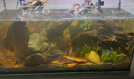 aquarium Black water