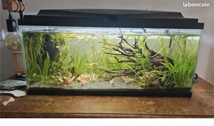 aquarium Mathaquarium