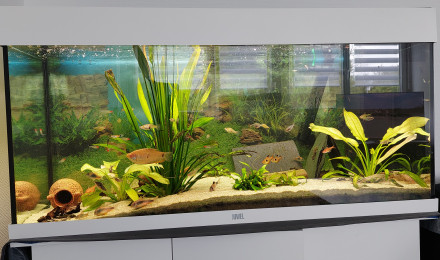 aquarium Amazon