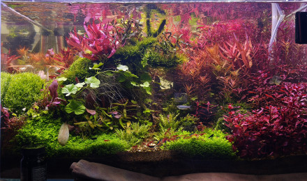 aquarium Hardscape