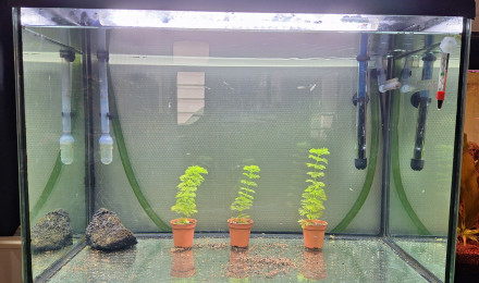 aquarium Aquarium alevin