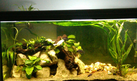 aquarium Tanganika