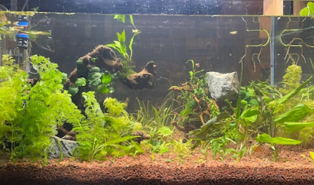 aquarium 240L