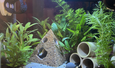 aquarium Nano bac 20L Bernard