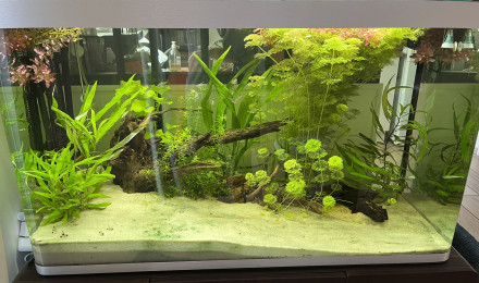 aquarium Fluval Osaka 260