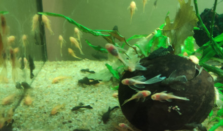 aquarium Ancistruses