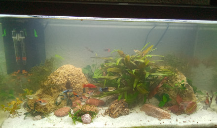 aquarium 60l don recup