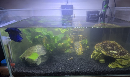 aquarium mon premier aquarium
