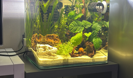 aquarium Nano cube Dennerle 30 Bernard