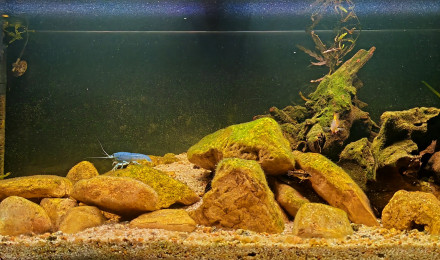 aquarium Bac de procambarus alleni blue