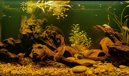 aquarium Bac de procambarus alleni white