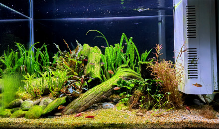 aquarium Bac de neocaridina sakura red