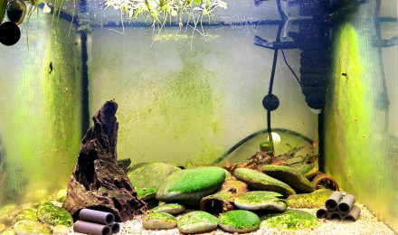 aquarium Bac de neocaridina black