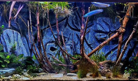 aquarium Bac de channa